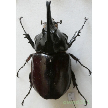Augosoma centaurus (Fabricius, 1775) male Tanzania 64mm67
